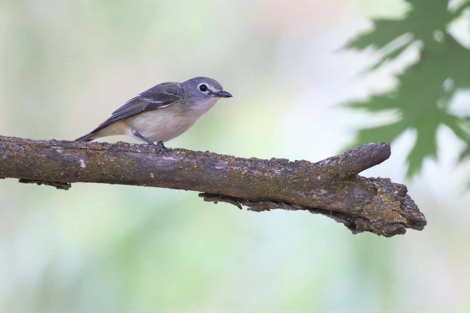 Cassin's Vireo - Note wing bars and faintly blue head